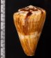 カバミナシ Conus vexillumfig.2