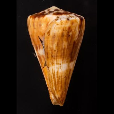 カバミナシ Conus vexillumfig.3