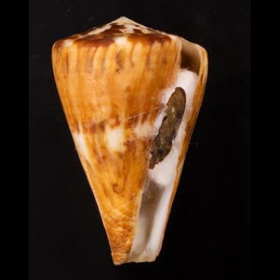 カバミナシ Conus vexillumfig.1