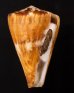 カバミナシ Conus vexillumfig.1