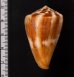 カバミナシ Conus vexillumfig.2