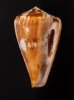 カバミナシ Conus vexillumfig.1