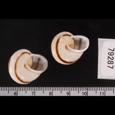 ハナシカドマルセンベイマイマイ (仮称) Obba bigonia aff.fig.2