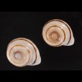 ハナシカドマルセンベイマイマイ (仮称)