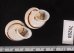 ハナシカドマルセンベイマイマイ (仮称) Obba bigonia aff.fig.2