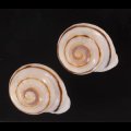 ハナシカドマルセンベイマイマイ (仮称)
