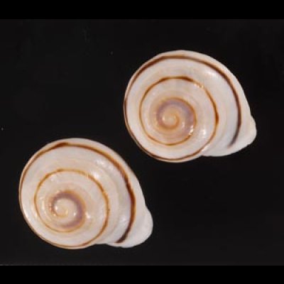 ハナシカドマルセンベイマイマイ (仮称) Obba bigonia aff.fig.1