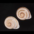 ハナシカドマルセンベイマイマイ (仮称)