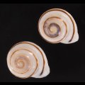 ハナシカドマルセンベイマイマイ (仮称)