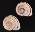 ハナシカドマルセンベイマイマイ (仮称)