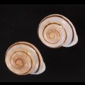 ハナシカドマルセンベイマイマイ (仮称)
