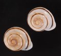 ハナシカドマルセンベイマイマイ (仮称)