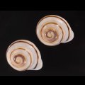 ハナシカドマルセンベイマイマイ (仮称)