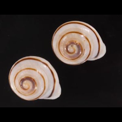 ハナシカドマルセンベイマイマイ (仮称) Obba bigonia aff.fig.1