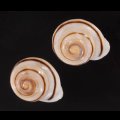 ハナシカドマルセンベイマイマイ (仮称)