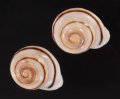 ハナシカドマルセンベイマイマイ (仮称)