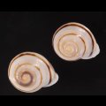 ハナシカドマルセンベイマイマイ (仮称)