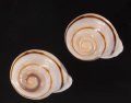 ハナシカドマルセンベイマイマイ (仮称)