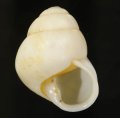 Helicostyla metaformis クロオビコガネゴシキマイマイ