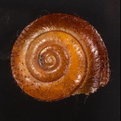 ビロウドヒロクチマイマイ (仮称) Tricheulota spinosissimafig.1