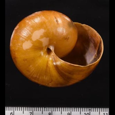ミンダナオオオマイマイ (仮称) Lamarckiella mindanaensisfig.3