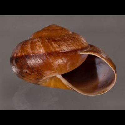 ミンダナオオオマイマイ (仮称) Lamarckiella mindanaensisfig.2