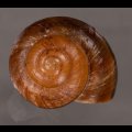 ミンダナオオオマイマイ (仮称)