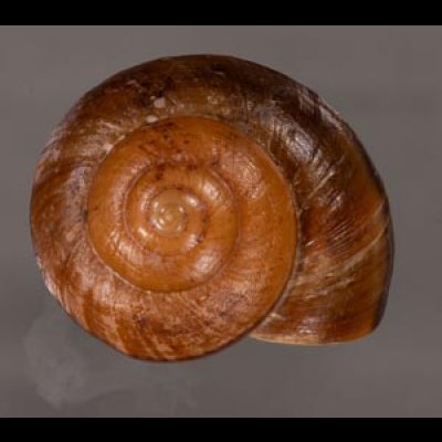 ミンダナオオオマイマイ (仮称) Lamarckiella mindanaensisfig.1
