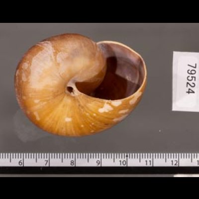 ミンダナオオオマイマイ (仮称) Lamarckiella mindanaensisfig.3