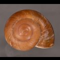 ミンダナオオオマイマイ (仮称)