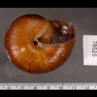 ミンダナオオオマイマイ (仮称) Lamarckiella mindanaensisfig.3