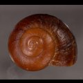 ミンダナオオオマイマイ (仮称)