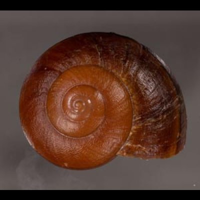 ミンダナオオオマイマイ (仮称) Lamarckiella mindanaensisfig.1