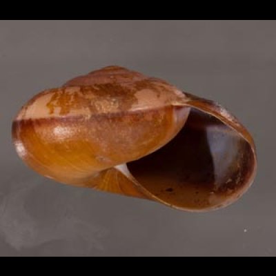 ミンダナオオオマイマイ (仮称) Lamarckiella mindanaensisfig.2
