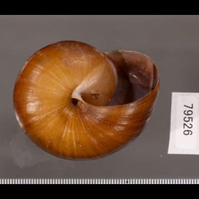 ミンダナオオオマイマイ (仮称) Lamarckiella mindanaensisfig.3