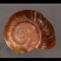 ミンダナオオオマイマイ (仮称)