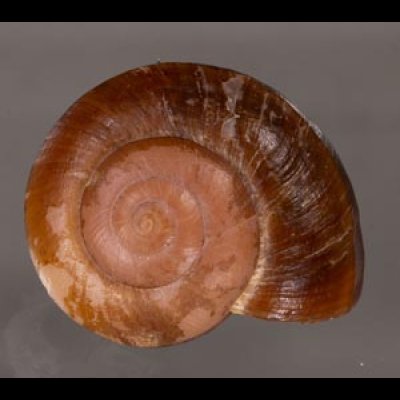 ミンダナオオオマイマイ (仮称) Lamarckiella mindanaensisfig.1