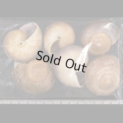 画像2: ミンダナオオオマイマイ  SALE!