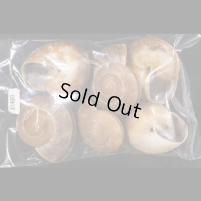 画像1: ミンダナオオオマイマイ  SALE!