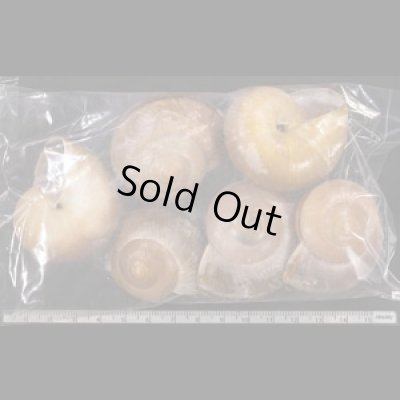 画像2: ミンダナオオオマイマイ  SALE!