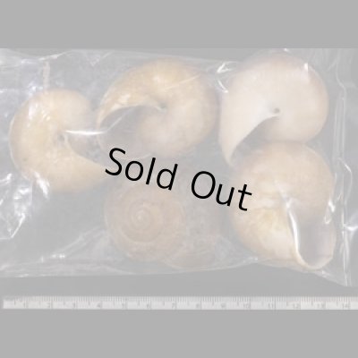 画像2: ミンダナオオオマイマイ  SALE!