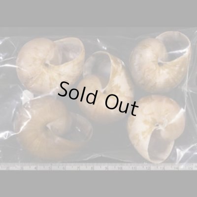 画像2: ミンダナオオオマイマイ  SALE!