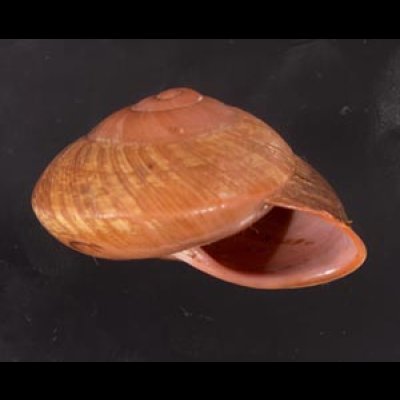 アカネマダラカスリマイマイ (仮称) Calocochlia carbonaria heermannifig.2