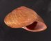 アカネマダラカスリマイマイ (仮称) Calocochlia carbonaria heermannifig.2