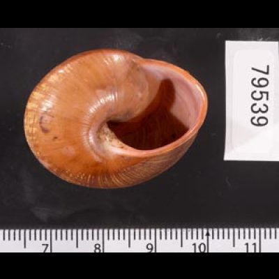 アカネマダラカスリマイマイ (仮称) Calocochlia carbonaria heermannifig.3