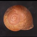 アカネマダラカスリマイマイ (仮称)