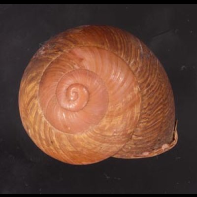 アカネマダラカスリマイマイ (仮称) Calocochlia carbonaria heermannifig.1