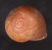 アカネマダラカスリマイマイ (仮称) Calocochlia carbonaria heermannifig.1