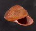 アカネマダラカスリマイマイ (仮称) Calocochlia carbonaria heermannifig.2
