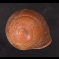 アカネマダラカスリマイマイ (仮称)